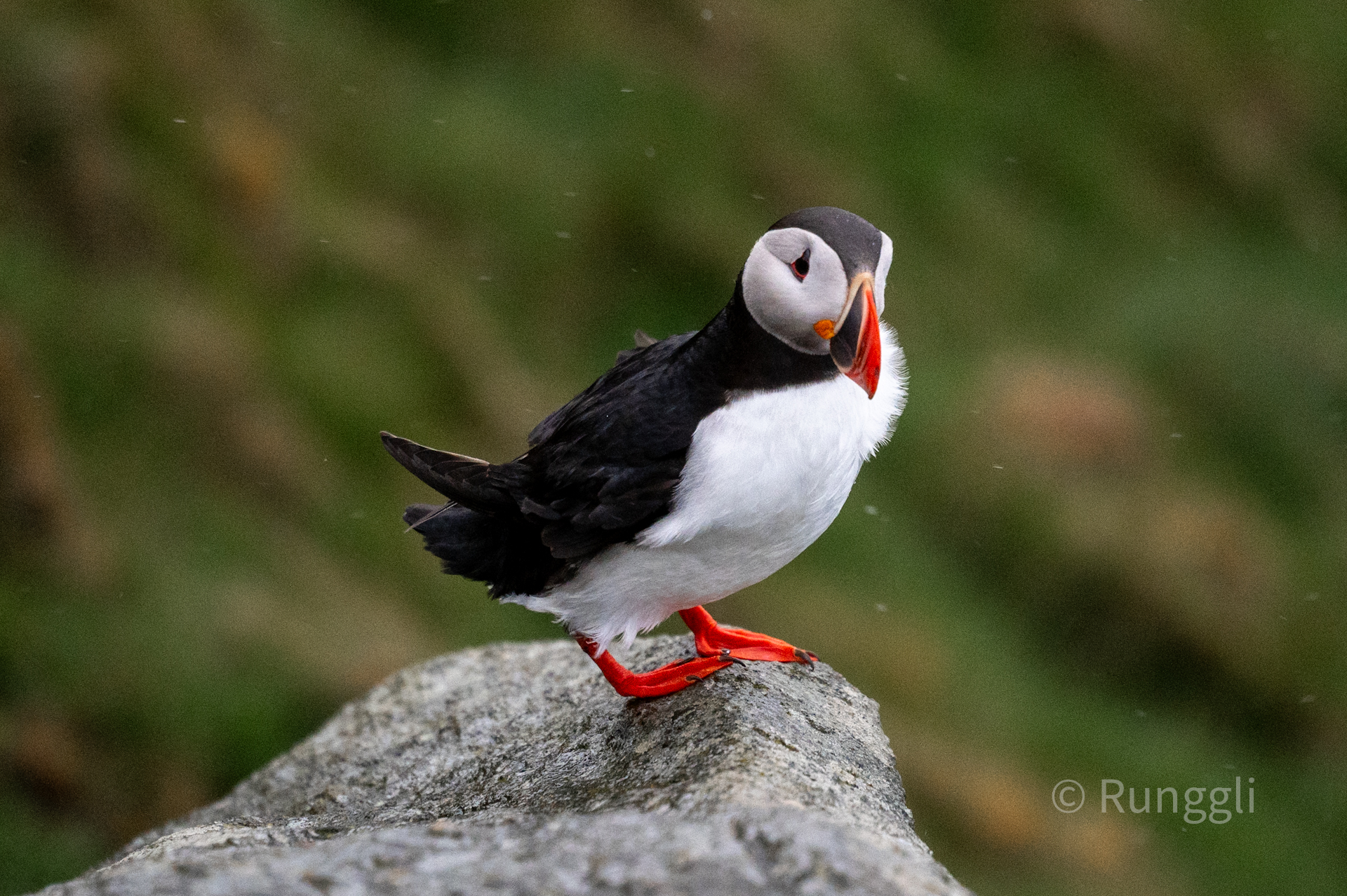 Insel Runde – Die Vogelinsel
