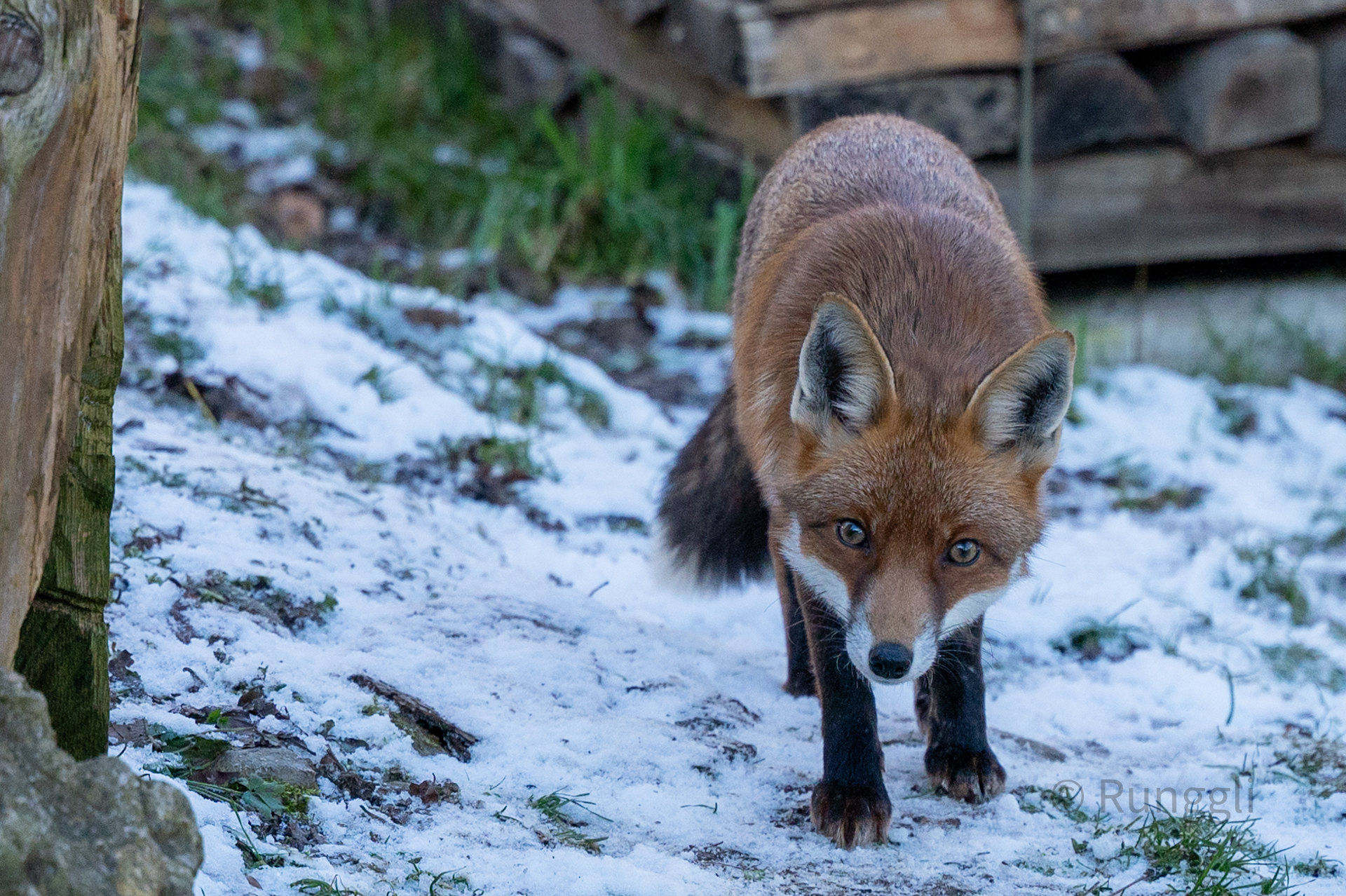 Fuchs