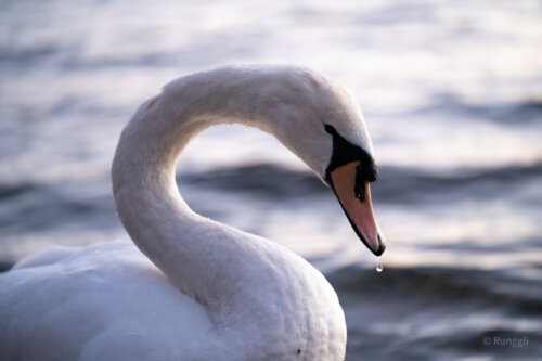 Schwan 1