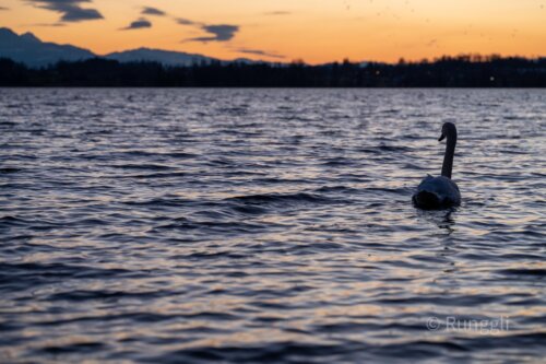 Schwan 2